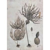 Grafika botaniczna Laminaria Cloustoni, Dr J. Rostafiński, art print na podstawie litografii, Kraków, XIX w.